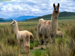 llamas